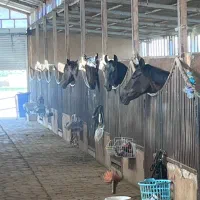 پانسیون اسب باشگاه سوارکاری شبدیز