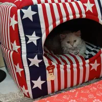 گربه پرشین|گربه|ارومیه, |دیوار