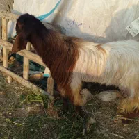 پازن درگ هول به فروش میرسد