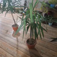 گل یوکا|گل و گیاه طبیعی|گرگان, |دیوار