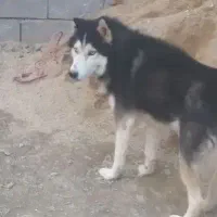 واگذاری سگ هاسکی