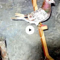 کفتر دم سفید گراف هفت رنگ قلدر