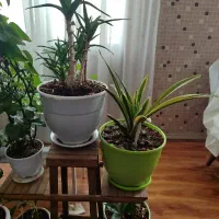گلهای آپارتمانی سرسبز