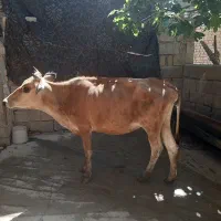 گاو محلی یا دو رگه