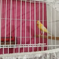 قناری نروماده