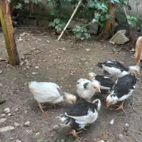 ۶ عدد جوجه گلین قلم سیاه وطوسی|حیوانات مزرعه|بهنمیر, |دیوار