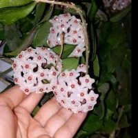 گل هویا|گل و گیاه طبیعی|رشت, کوی طالقانی|دیوار