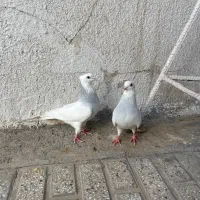 طوقی|پرنده|تربت‌حیدریه, ترمینال|دیوار