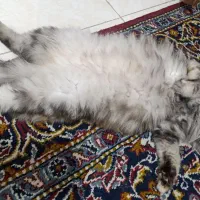 پرشین|گربه|بندرعباس, |دیوار