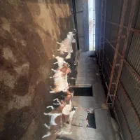 فروش بز غاله جوان شیری