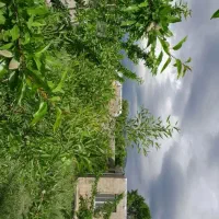 نظافتچی