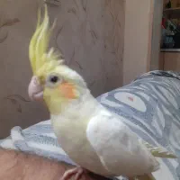 عروس هلندی لوتیتو