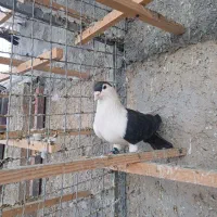 کبوتر افغانی|پرنده|وحیدیه, |دیوار