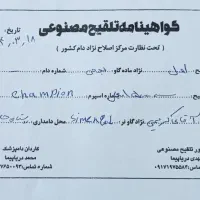 گاو آبستن به همراه گوساله نر|حیوانات مزرعه|میناب, |دیوار