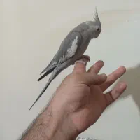 عروس هلندی وات فیس|پرنده|ملایر, |دیوار