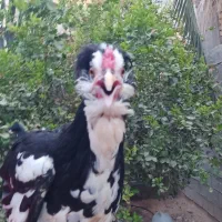 مرغ خروس گلین