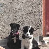 توله قهدریجان و پاکوتا