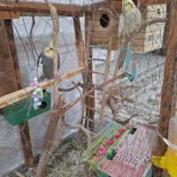 فروش عروس هلندی