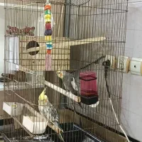 عروس هلندی