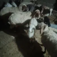 گوسفند 7عدد بفروش می رسد|حیوانات مزرعه|ایلام, |دیوار