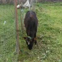 لیشه جنس خوب|حیوانات مزرعه|فومن, |دیوار