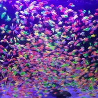 ماهی آکواریوم کالر    ۹۰۰۰ تومان