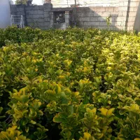 شمشاد زیبا تعداد ۲۰۰۰