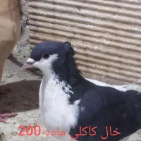 جون ناموست الکی پیام نده کفتر