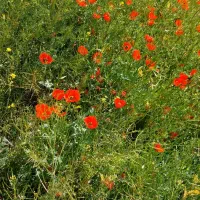 قالیچه