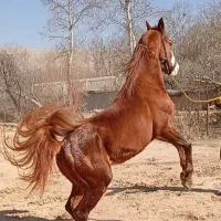 اسب نریان ۳سال روزگاری|اسب و تجهیزات اسب‌سواری|ری, بی‌بی شهر بانو|دیوار