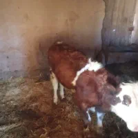 گوساله نر 6ماه