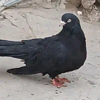 کفتر زینتی قدیمی|پرنده|محمدشهر, محمدشهر|دیوار