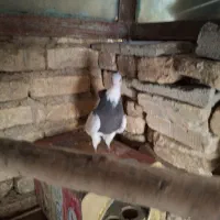 کبوتر طوقی کرمانشاهی ماده|پرنده|شیراز, فرهنگ شهر|دیوار