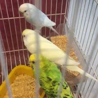 مرغ عشق|پرنده|مشهد, حسابی جنوبی (شهرک غرب)|دیوار