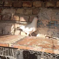 مجسمه خال دم
