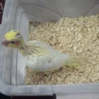 جوجه عروس هلندی لوتینو