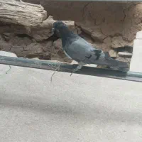 ماده پر