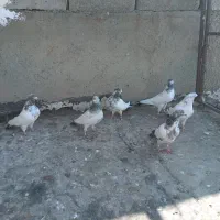 کبوتران کله دم همه ساعتی ۹ عدد|پرنده|کرمانشاه, |دیوار