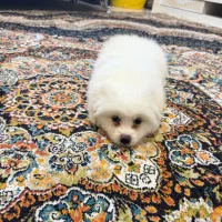 پامرین شیتزو|سگ|شهریار, شهریار|دیوار