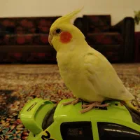 عروس هلندی ماده