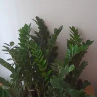 پک اقتصادی روز مادر