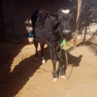 شادگان|حیوانات مزرعه|شادگان, |دیوار