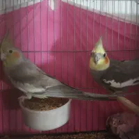 جفت عروس هلندی مولد جوجه دار