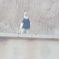 سرخ|حیوانات|برازجان, |دیوار