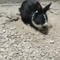 خرگوش نر و ماده|موش و خرگوش|کازرون, |دیوار