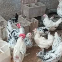 تخم نطفه دار گلین|حیوانات مزرعه|خمینیشهر, |دیوار