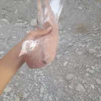 کفتر پیدا کردیم خاهشن هر چه زودتر صاحبش زنگ بزنه