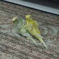 مرغ عشق|پرنده|مشهد, دانشگاه فردوسی|دیوار