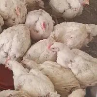 مرغ گوشتی، 228 تومن، مرغ زنده، ارگانیک