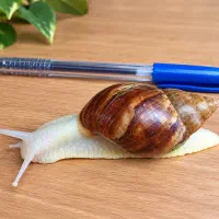 حلزون غول پیکر آفریقایی/پت خانگی/تراپی